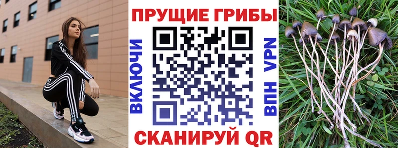 Псилоцибиновые грибы Psilocybine cubensis  Ковров 